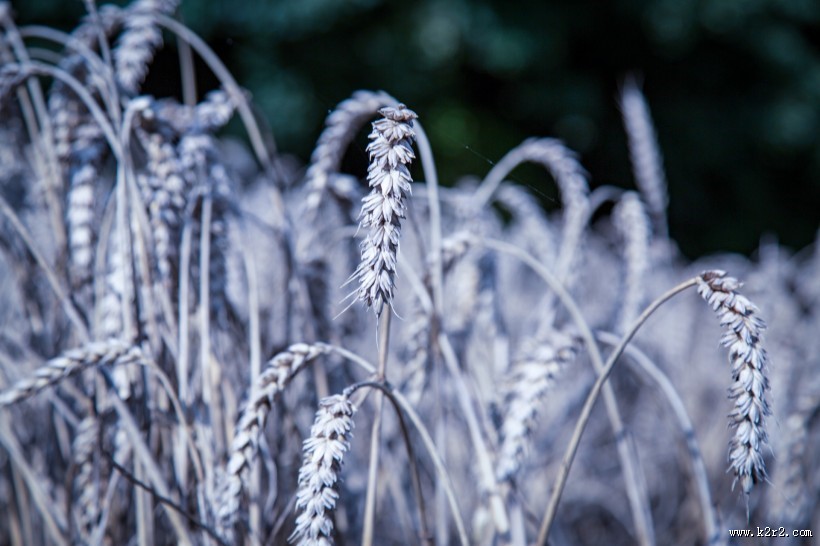 金黄成熟的麦子图片