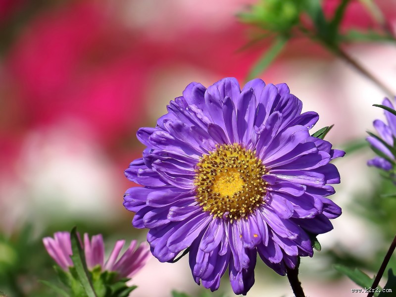 各种颜色的翠菊图片大全