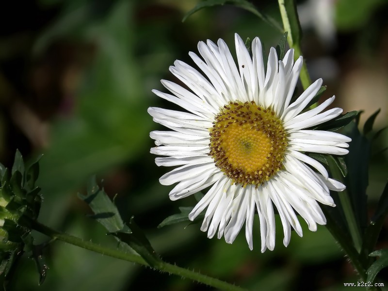 各种颜色的翠菊图片大全