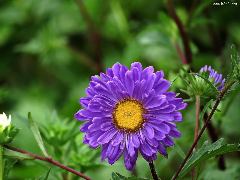 各种颜色的翠菊图片大全