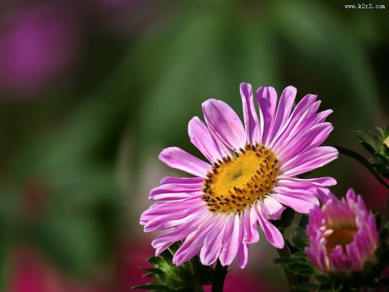 各种颜色的翠菊图片大全