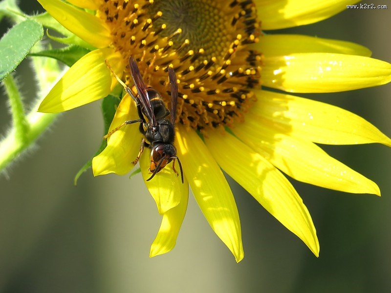 金黄色的向日葵图片大全
