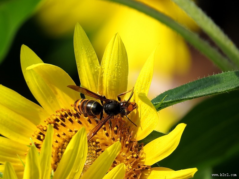 金黄色的向日葵图片大全