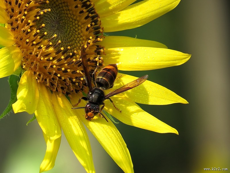 金黄色的向日葵图片大全