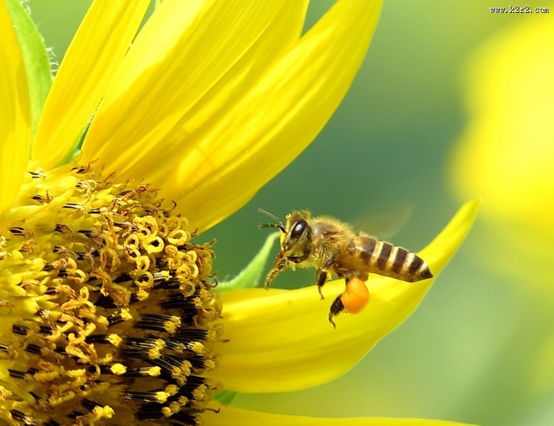 金黄色的向日葵图片大全