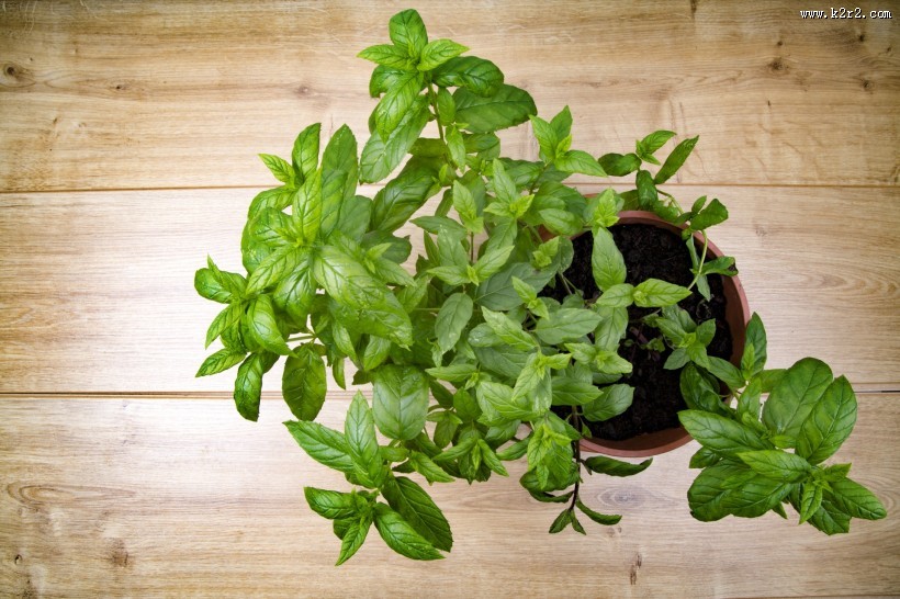 绿色的薄荷图片