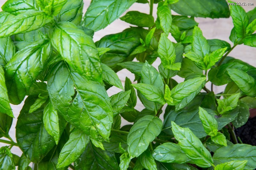 绿色的薄荷图片