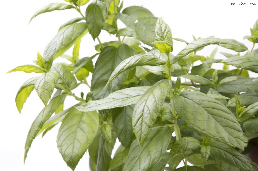 绿色的薄荷图片