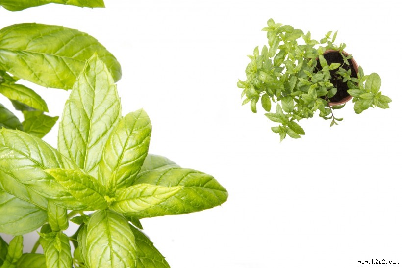 绿色的薄荷图片
