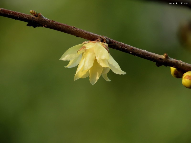 黄色的腊梅花图片大全