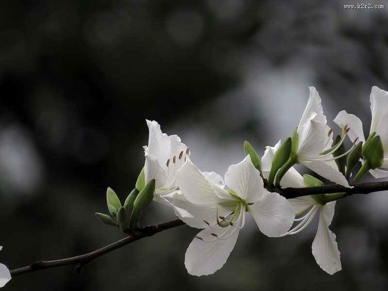唯美白色紫荆花图片大全