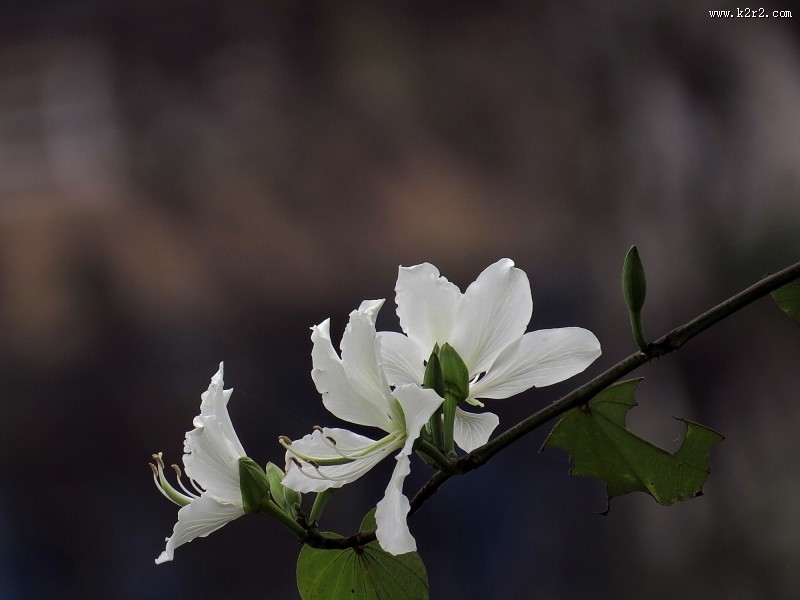 唯美白色紫荆花图片大全