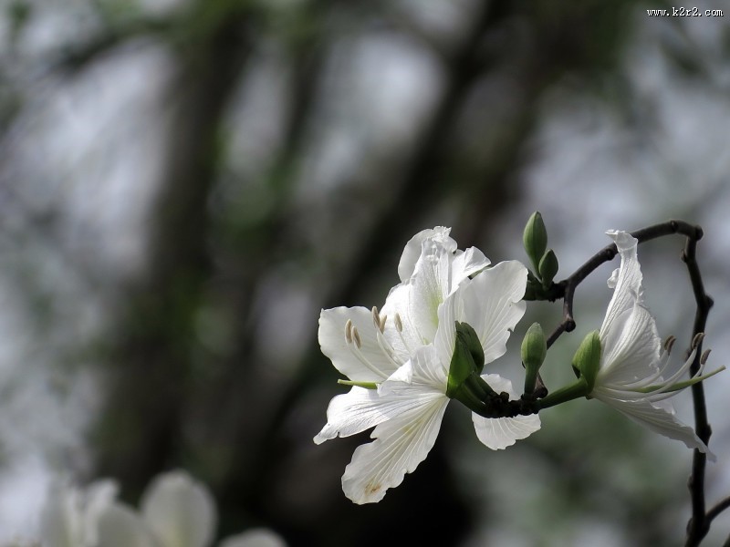 唯美白色紫荆花图片大全