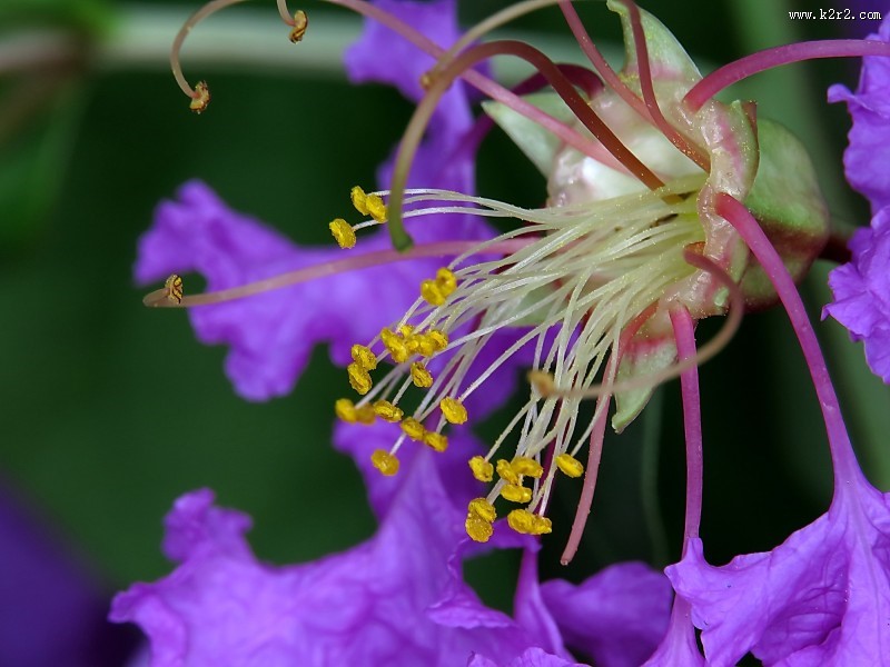 紫薇花蕊微距图片