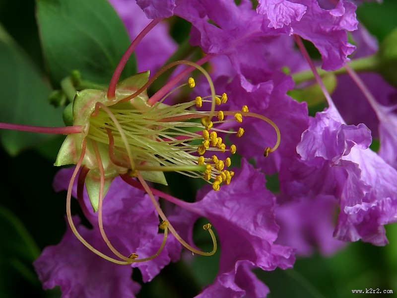 紫薇花蕊微距图片