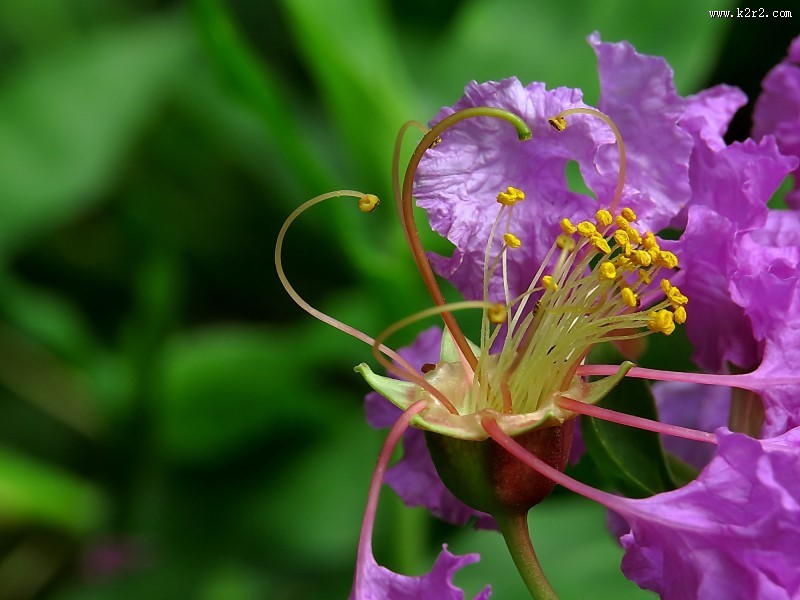 紫薇花蕊微距图片