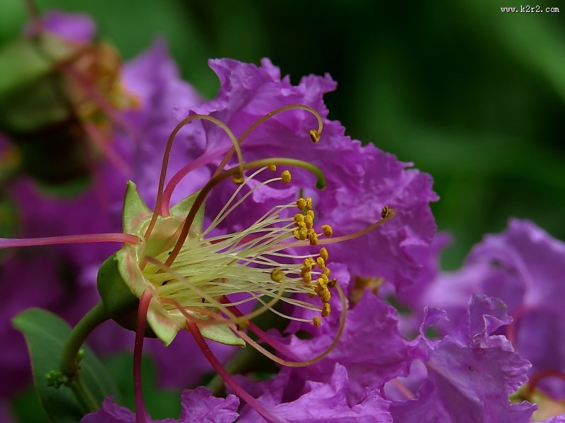 紫薇花蕊微距图片