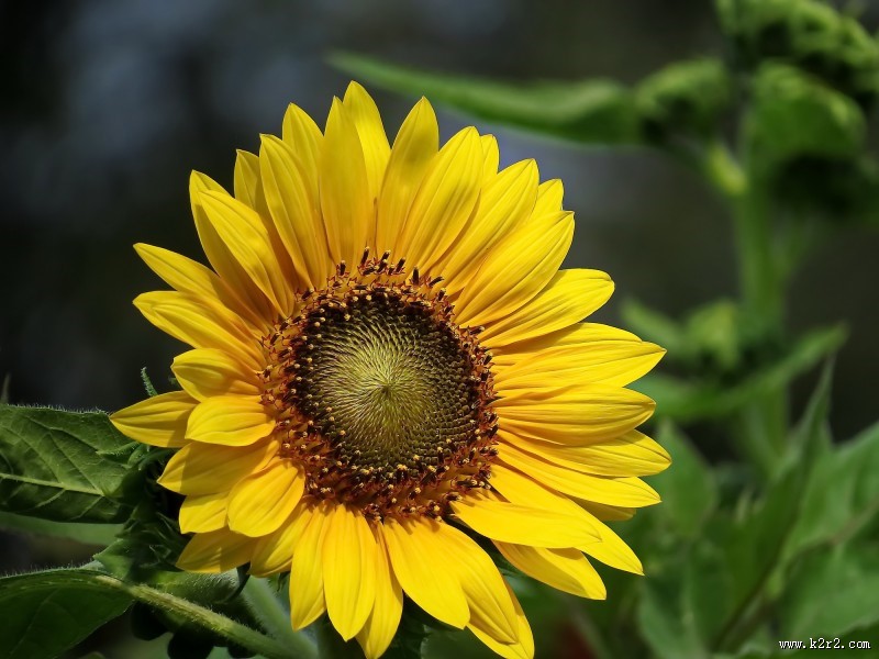 金黄色的向日葵图片