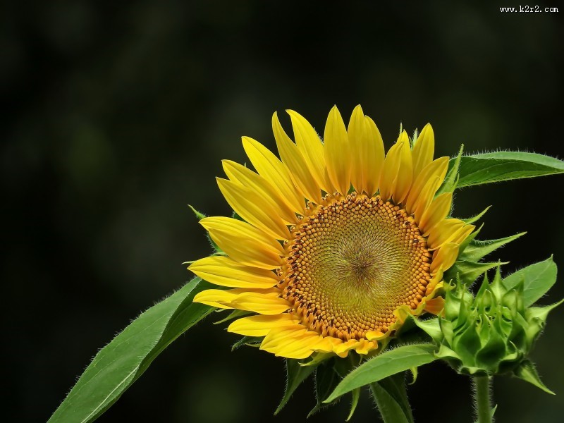 金黄色的向日葵图片