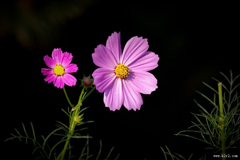 唯美粉色和白色波斯菊图片