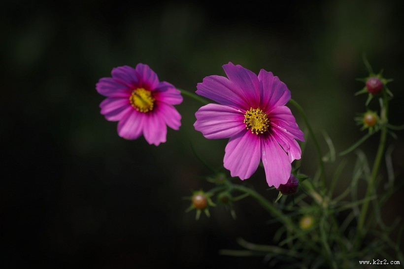 唯美粉色和白色波斯菊图片