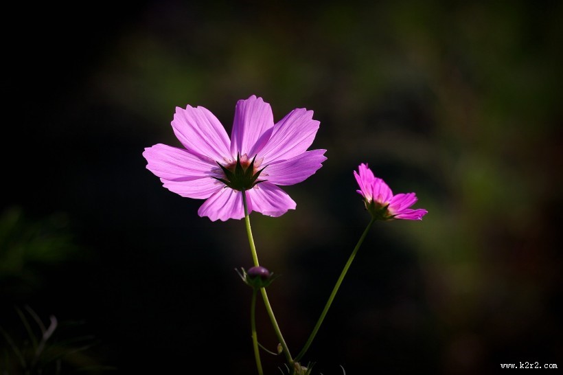 唯美粉色和白色波斯菊图片