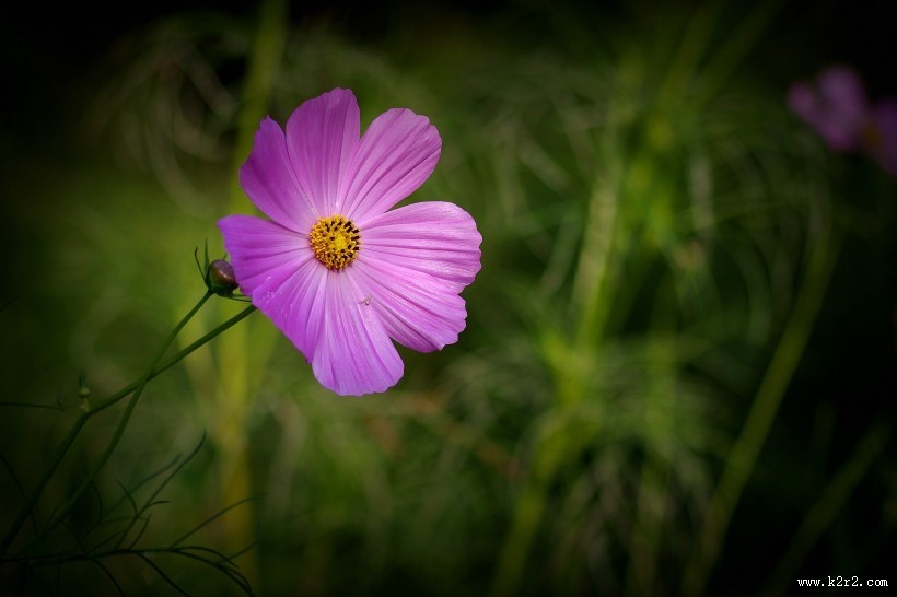 唯美粉色和白色波斯菊图片
