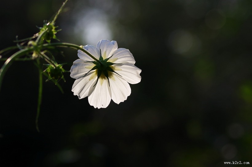 唯美粉色和白色波斯菊图片