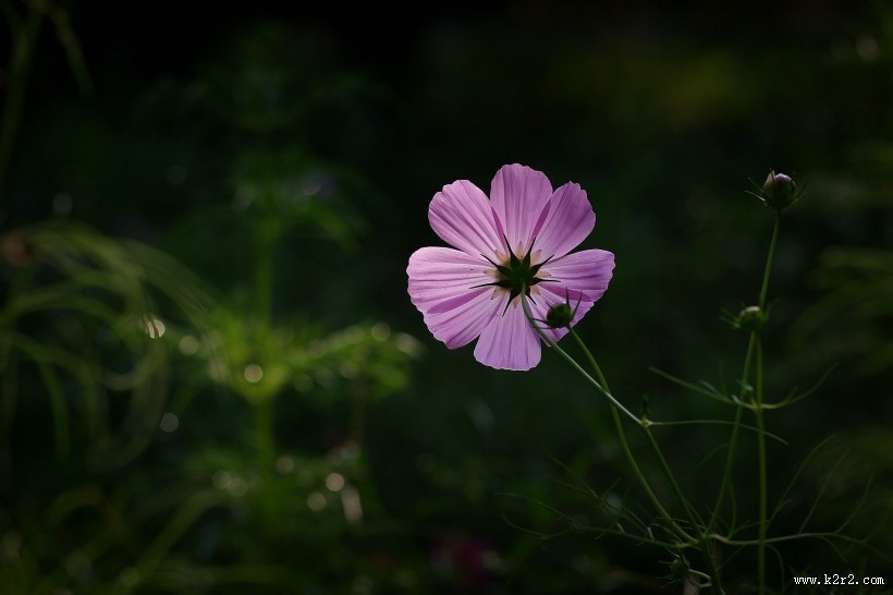 唯美粉色和白色波斯菊图片
