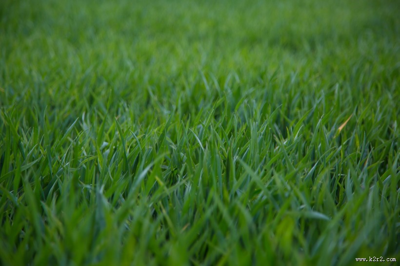 青草图片