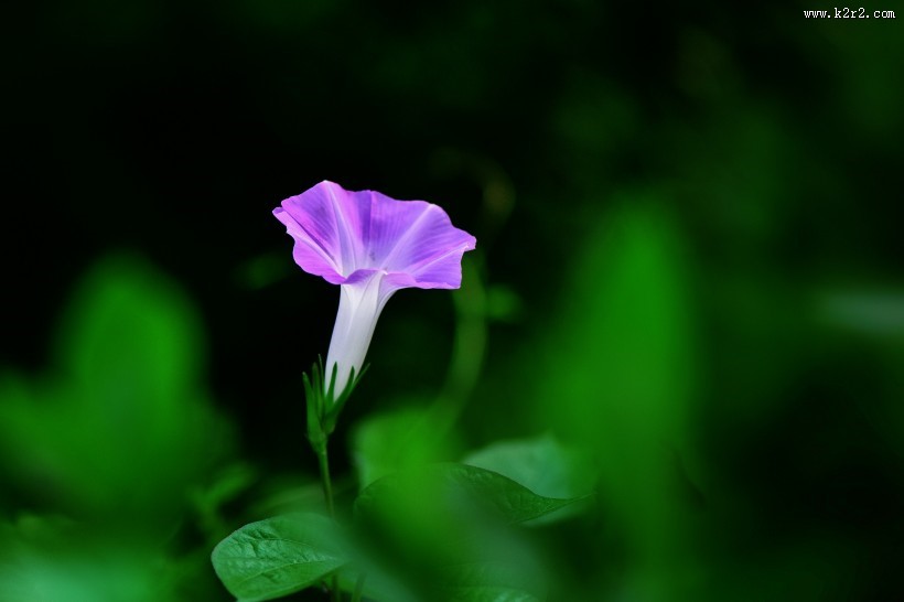 牵牛花图片大全