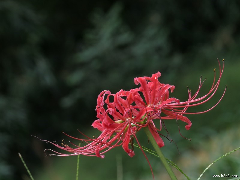 彼岸花图片