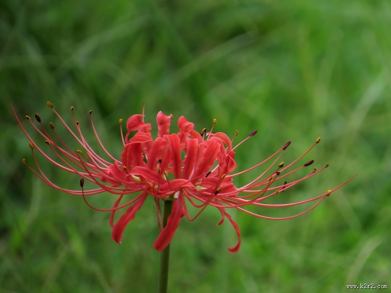 彼岸花图片