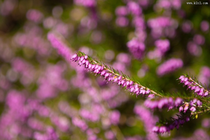 紫色石楠花图片