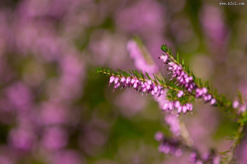 紫色石楠花图片