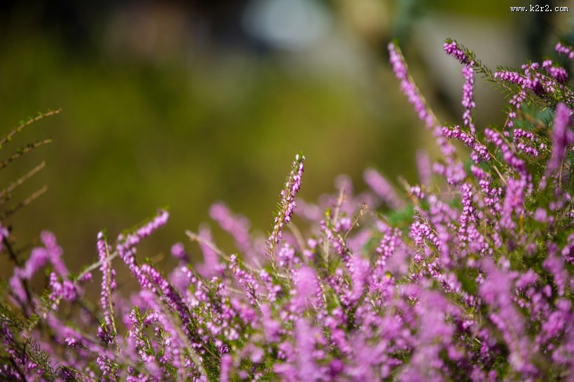 紫色石楠花图片