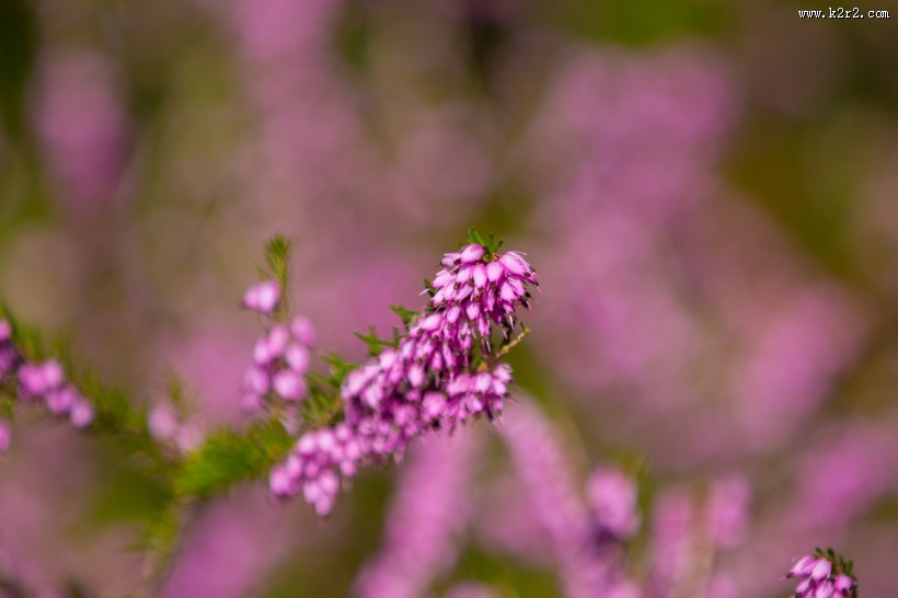 紫色石楠花图片