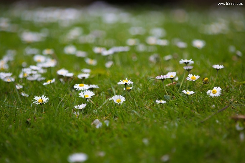 草地上的雏菊图片大全
