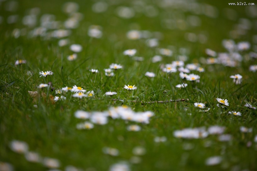 草地上的雏菊图片大全