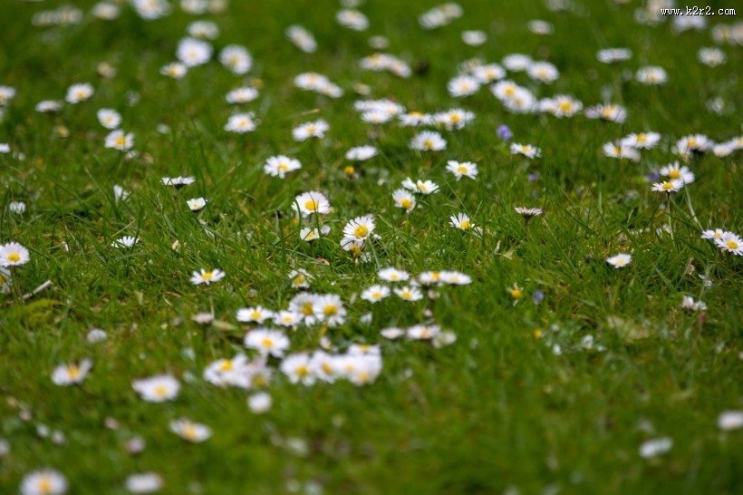 草地上的雏菊图片大全