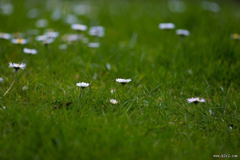 草地上的雏菊图片大全