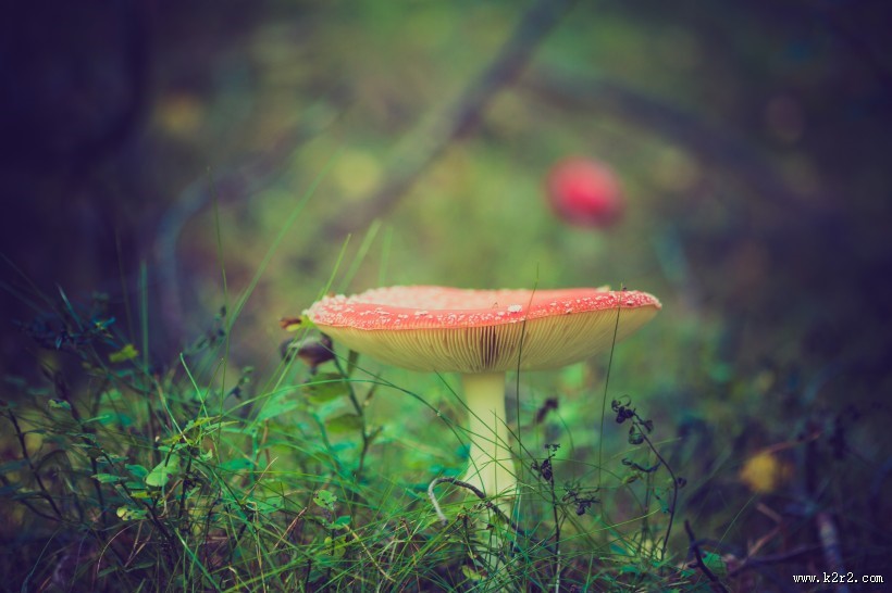 红白斑点的毒蝇伞图片