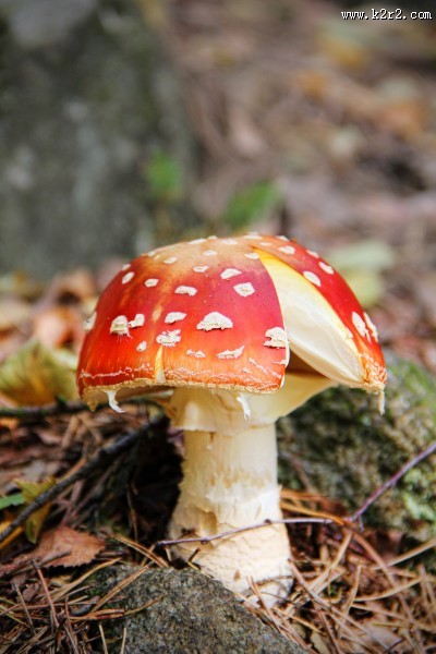 红白斑点的毒蝇伞图片