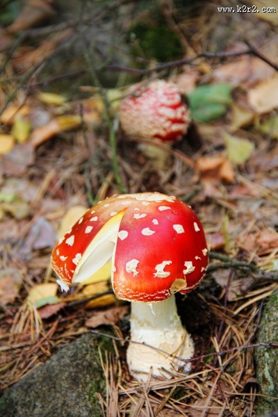 红白斑点的毒蝇伞图片