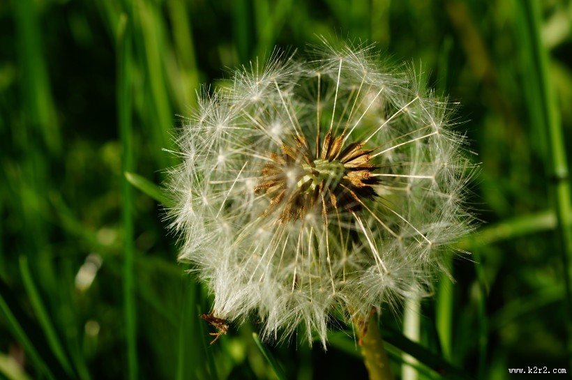 纷纷扬扬的蒲公英图片