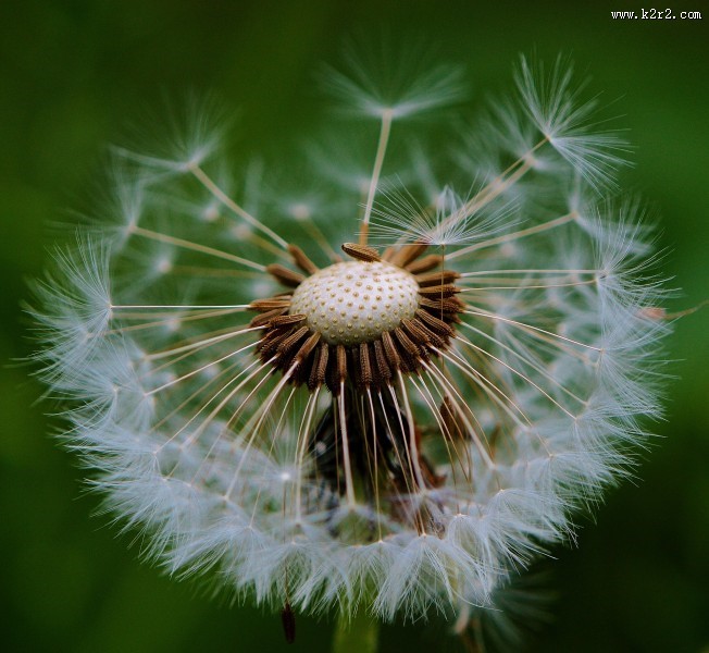 纷纷扬扬的蒲公英图片