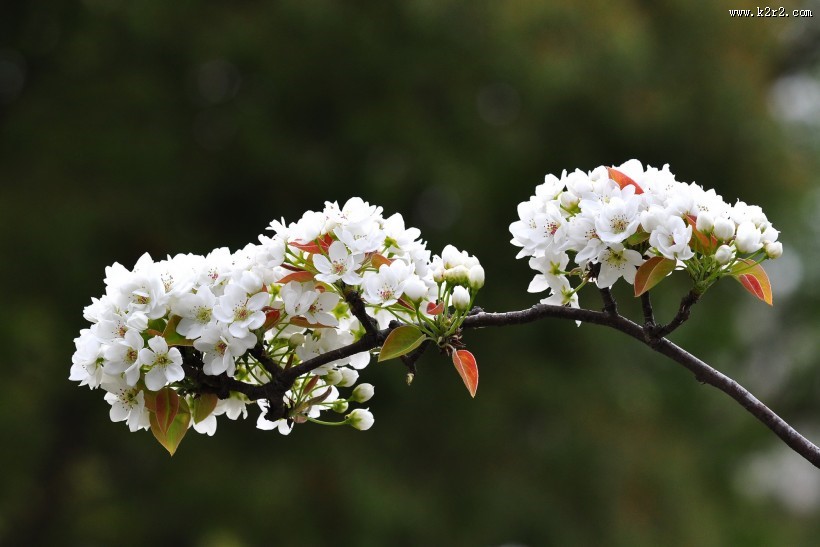 雪白的梨花图片