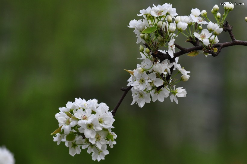 雪白的梨花图片