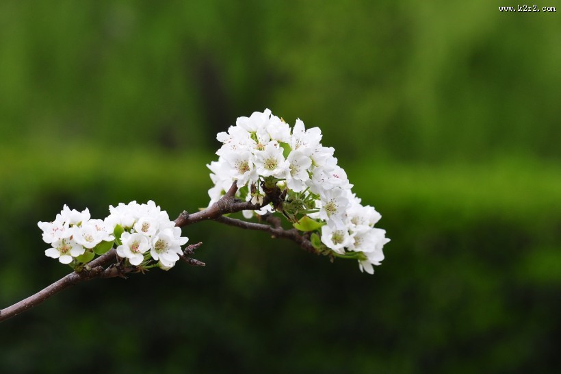 雪白的梨花图片