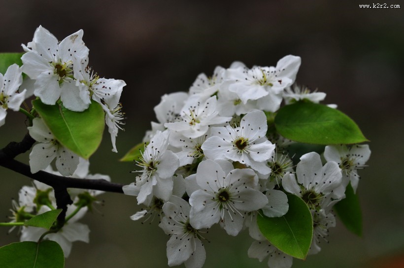 雪白的梨花图片
